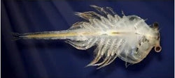Aqua Dragons Deep Sea Habitat with Led Light