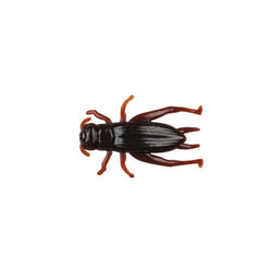 Berkley Gulp Live Crickets 2cm Brown