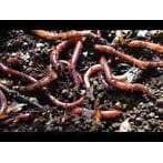 Scrub Worms - Pick up only