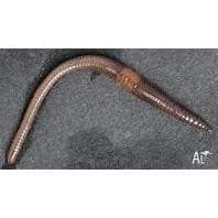 Scrub Worms - Pick up only